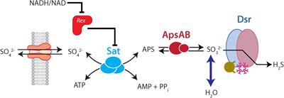 Isotopic Fractionation Associated With Sulfate Import and Activation by Desulfovibrio vulgaris str. Hildenborough